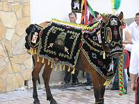 Horse in Caravaca